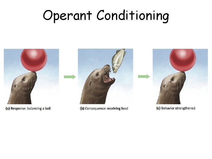 Operant Conditioning 