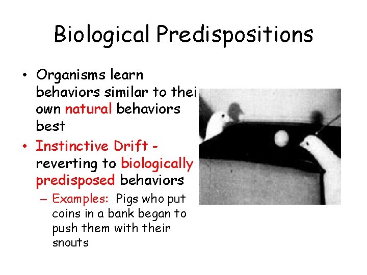 Biological Predispositions • Organisms learn behaviors similar to their own natural behaviors best •