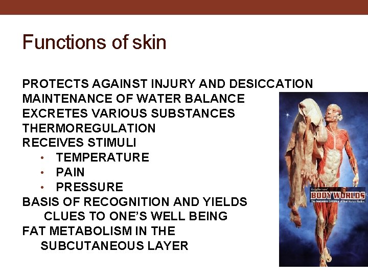 Functions of skin PROTECTS AGAINST INJURY AND DESICCATION MAINTENANCE OF WATER BALANCE EXCRETES VARIOUS