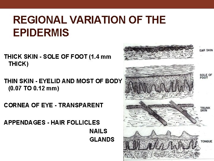 REGIONAL VARIATION OF THE EPIDERMIS THICK SKIN - SOLE OF FOOT (1. 4 mm