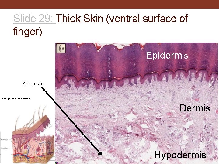 Slide 29: Thick Skin (ventral surface of finger) Epidermis ) Adipocytes Copyright Mc. Graw-Hill