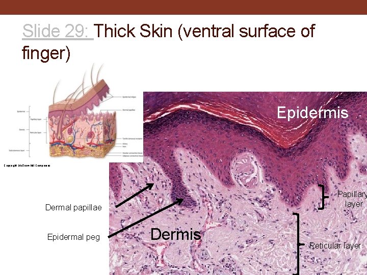 Slide 29: Thick Skin (ventral surface of finger) Epidermis Copyright Mc. Graw-Hill Companies Papillary