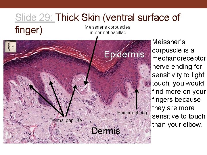 Slide 29: Thick Skin (ventral surface of Meissner’s corpuscles finger) in dermal papillae Epidermis