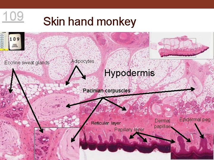 109 Skin hand monkey Eccrine sweat glands Adipocytes Hypodermis Pacinian corpuscles Papillary layer Dermal