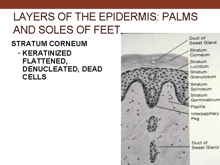 LAYERS OF THE EPIDERMIS: PALMS AND SOLES OF FEET STRATUM CORNEUM • KERATINIZED FLATTENED,