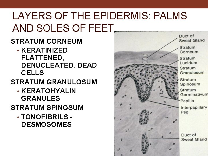 LAYERS OF THE EPIDERMIS: PALMS AND SOLES OF FEET STRATUM CORNEUM • KERATINIZED FLATTENED,