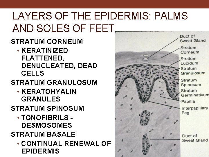 LAYERS OF THE EPIDERMIS: PALMS AND SOLES OF FEET STRATUM CORNEUM • KERATINIZED FLATTENED,