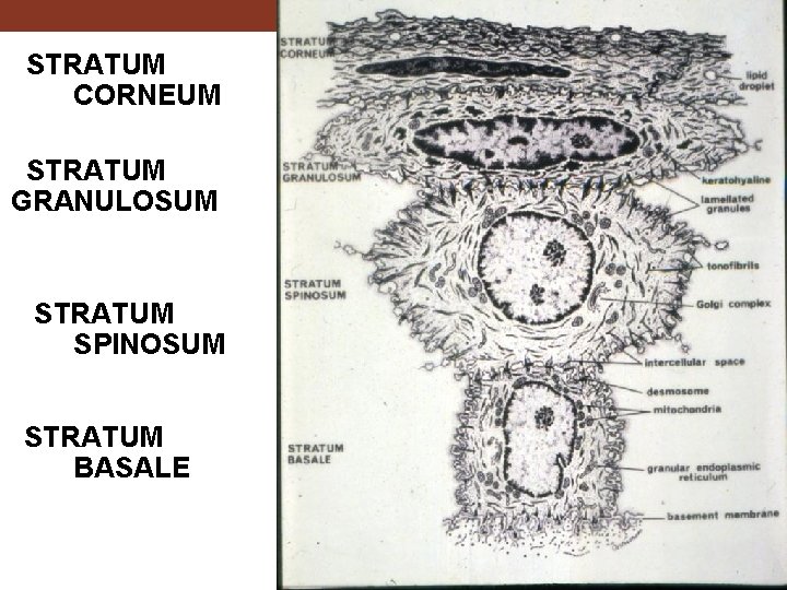 STRATUM CORNEUM STRATUM GRANULOSUM STRATUM SPINOSUM STRATUM BASALE 