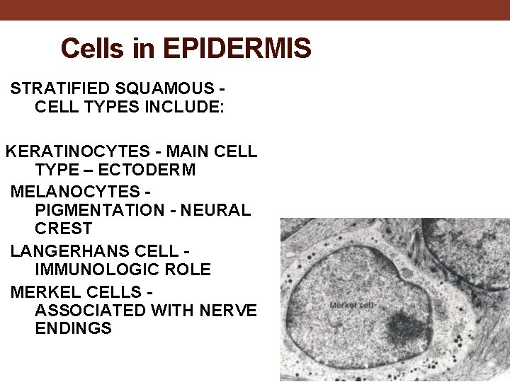 Cells in EPIDERMIS STRATIFIED SQUAMOUS CELL TYPES INCLUDE: KERATINOCYTES - MAIN CELL TYPE –