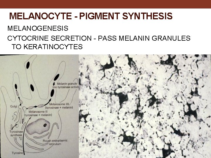 MELANOCYTE - PIGMENT SYNTHESIS MELANOGENESIS CYTOCRINE SECRETION - PASS MELANIN GRANULES TO KERATINOCYTES 