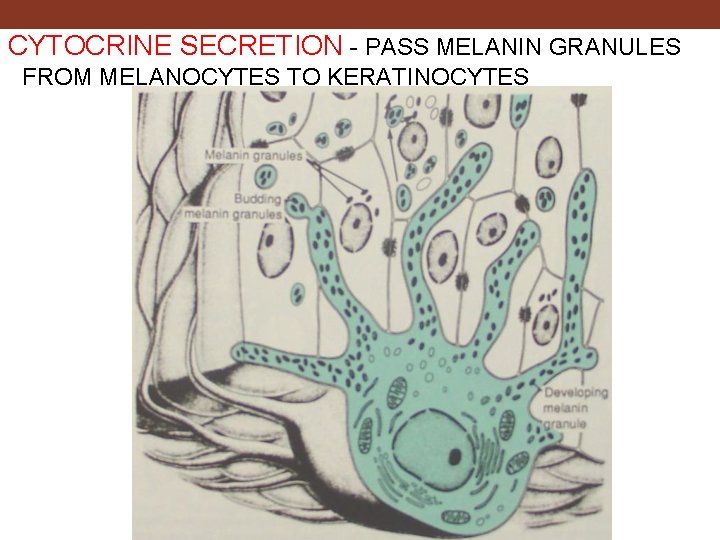 CYTOCRINE SECRETION - PASS MELANIN GRANULES FROM MELANOCYTES TO KERATINOCYTES 