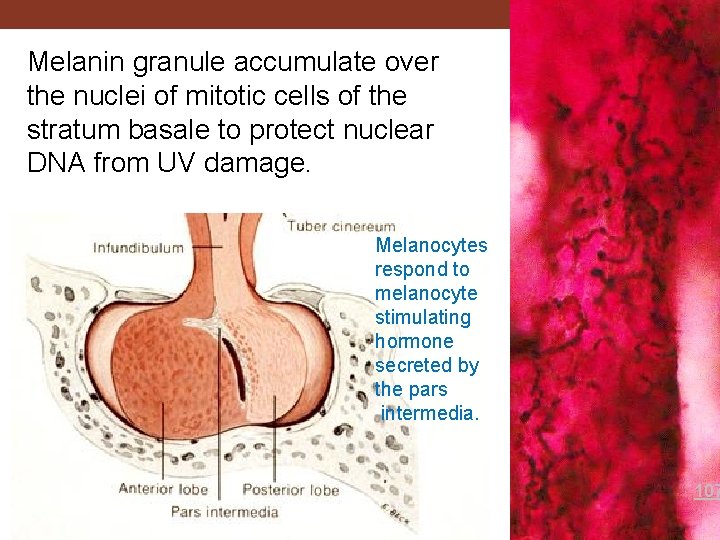 Melanin granule accumulate over the nuclei of mitotic cells of the stratum basale to