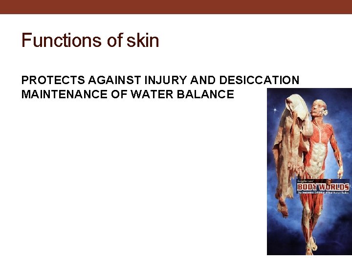 Functions of skin PROTECTS AGAINST INJURY AND DESICCATION MAINTENANCE OF WATER BALANCE 