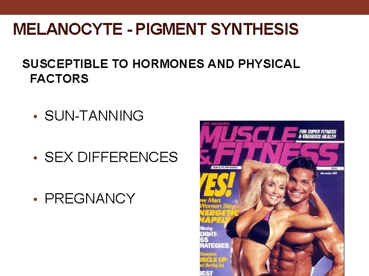MELANOCYTE - PIGMENT SYNTHESIS SUSCEPTIBLE TO HORMONES AND PHYSICAL FACTORS • SUN-TANNING • SEX