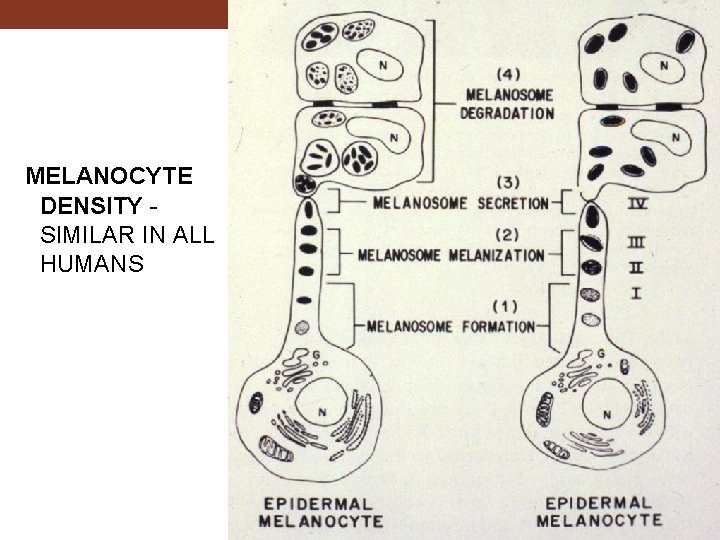 MELANOCYTE DENSITY - SIMILAR IN ALL HUMANS 