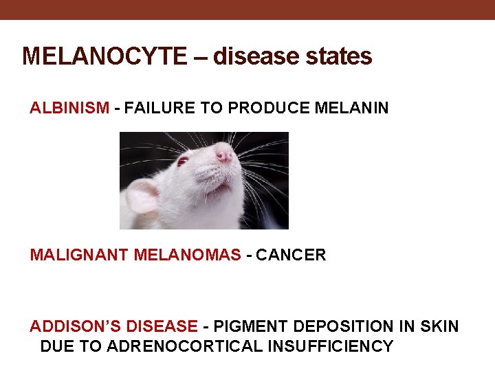 MELANOCYTE – disease states ALBINISM - FAILURE TO PRODUCE MELANIN MALIGNANT MELANOMAS - CANCER