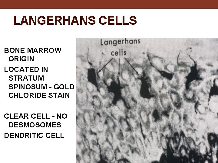 LANGERHANS CELLS BONE MARROW ORIGIN LOCATED IN STRATUM SPINOSUM - GOLD CHLORIDE STAIN CLEAR