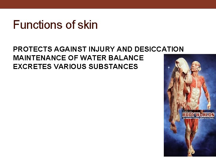 Functions of skin PROTECTS AGAINST INJURY AND DESICCATION MAINTENANCE OF WATER BALANCE EXCRETES VARIOUS
