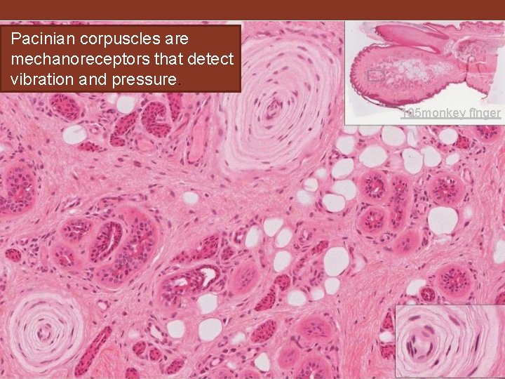Pacinian corpuscles are mechanoreceptors that detect vibration and pressure. 105 monkey finger 