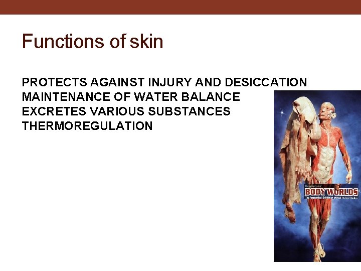 Functions of skin PROTECTS AGAINST INJURY AND DESICCATION MAINTENANCE OF WATER BALANCE EXCRETES VARIOUS