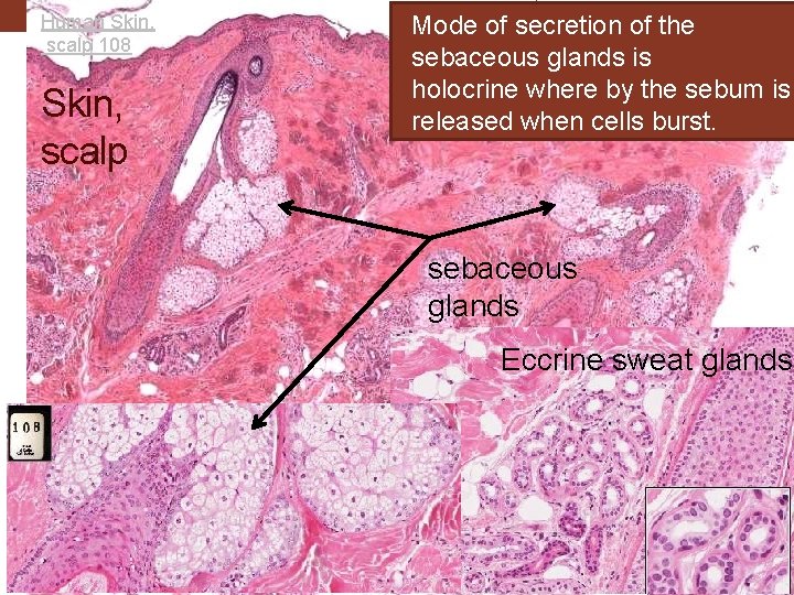 Human Skin, scalp 108 Skin, scalp Mode of secretion of the sebaceous glands is