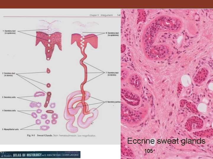 Eccrine sweat glands 105 