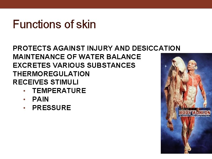 Functions of skin PROTECTS AGAINST INJURY AND DESICCATION MAINTENANCE OF WATER BALANCE EXCRETES VARIOUS