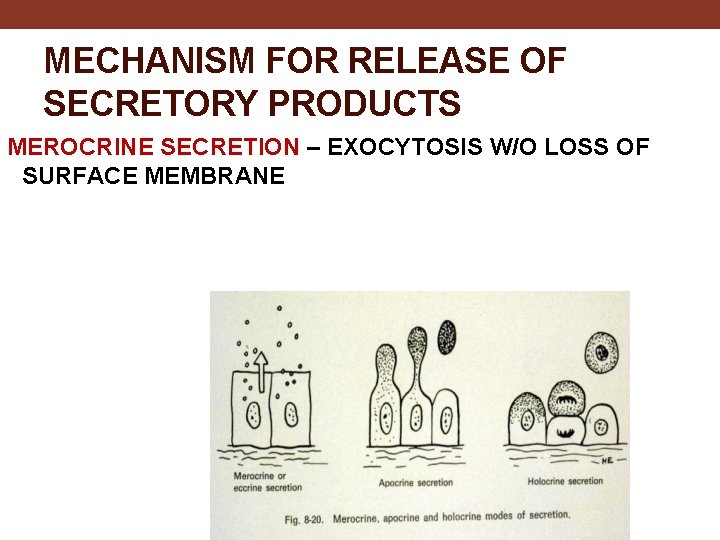 MECHANISM FOR RELEASE OF SECRETORY PRODUCTS MEROCRINE SECRETION – EXOCYTOSIS W/O LOSS OF SURFACE