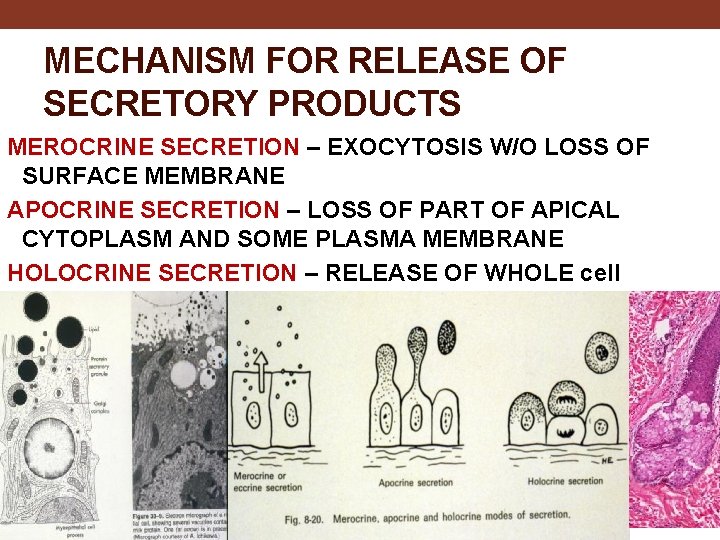 MECHANISM FOR RELEASE OF SECRETORY PRODUCTS MEROCRINE SECRETION – EXOCYTOSIS W/O LOSS OF SURFACE