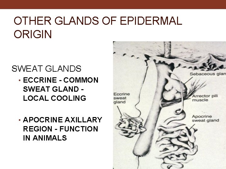 OTHER GLANDS OF EPIDERMAL ORIGIN SWEAT GLANDS • ECCRINE - COMMON SWEAT GLAND LOCAL