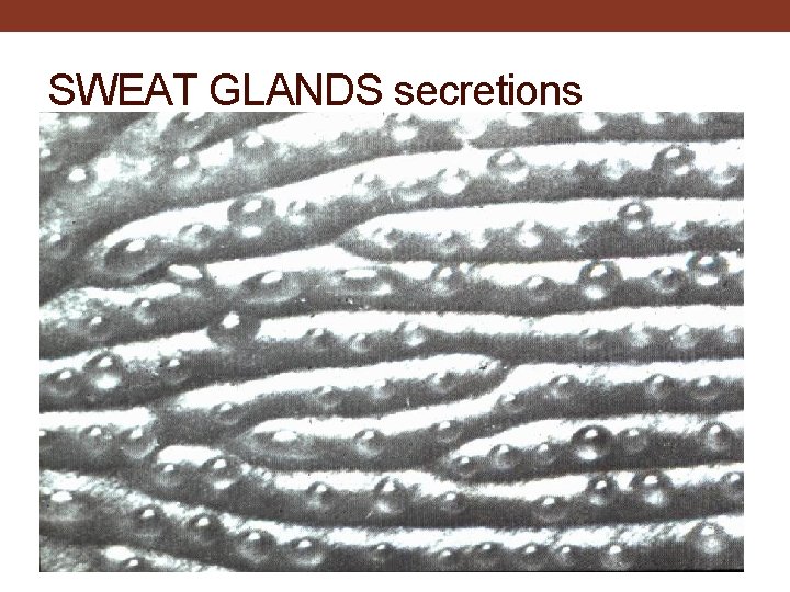 SWEAT GLANDS secretions 