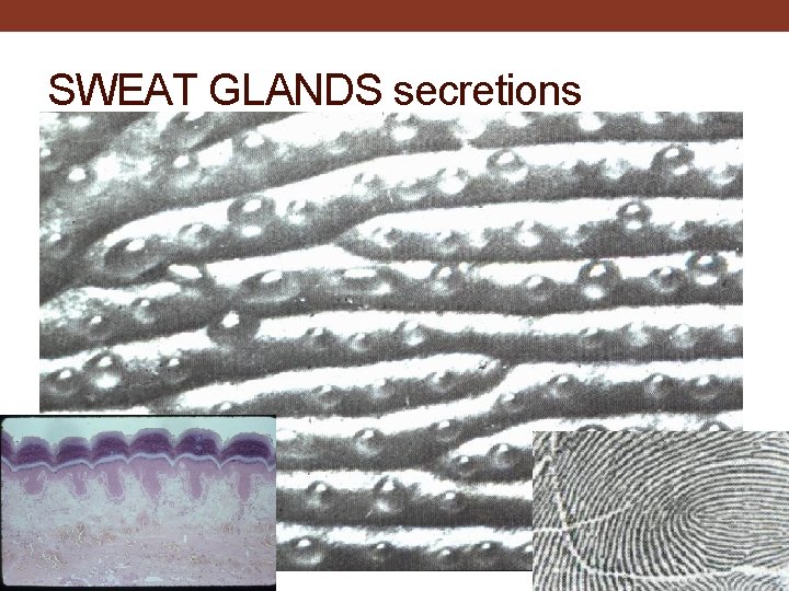 SWEAT GLANDS secretions 