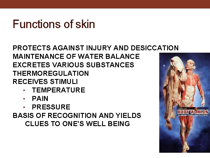 Functions of skin PROTECTS AGAINST INJURY AND DESICCATION MAINTENANCE OF WATER BALANCE EXCRETES VARIOUS