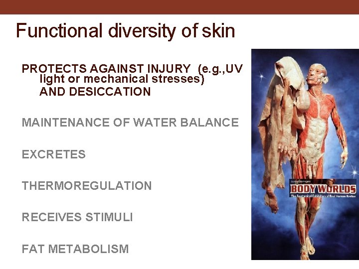 Functional diversity of skin PROTECTS AGAINST INJURY (e. g. , UV light or mechanical