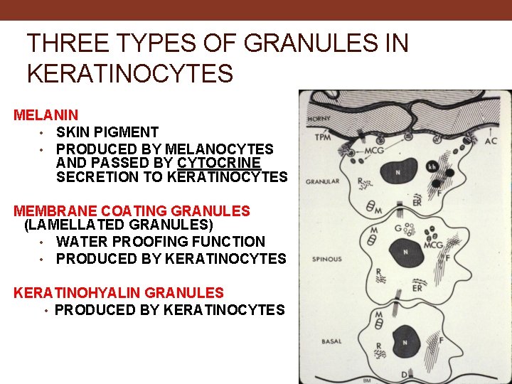 THREE TYPES OF GRANULES IN KERATINOCYTES MELANIN • SKIN PIGMENT • PRODUCED BY MELANOCYTES