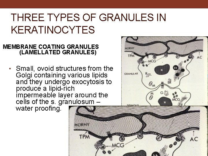 THREE TYPES OF GRANULES IN KERATINOCYTES MEMBRANE COATING GRANULES (LAMELLATED GRANULES) • Small, ovoid