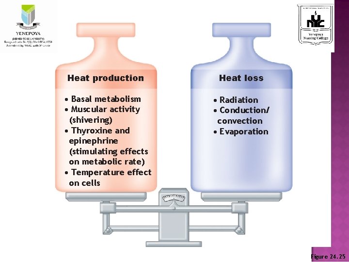 Heat production Heat loss • Basal metabolism • Muscular activity (shivering) • Thyroxine and