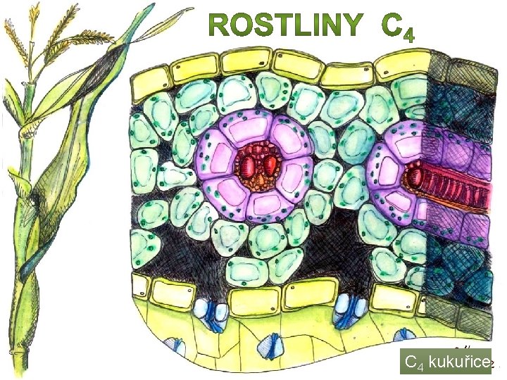 C 4 kukuřice 