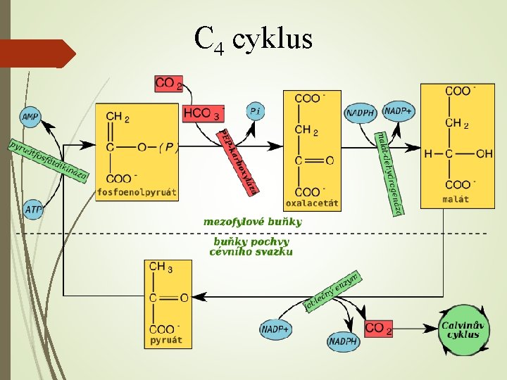 C 4 cyklus 