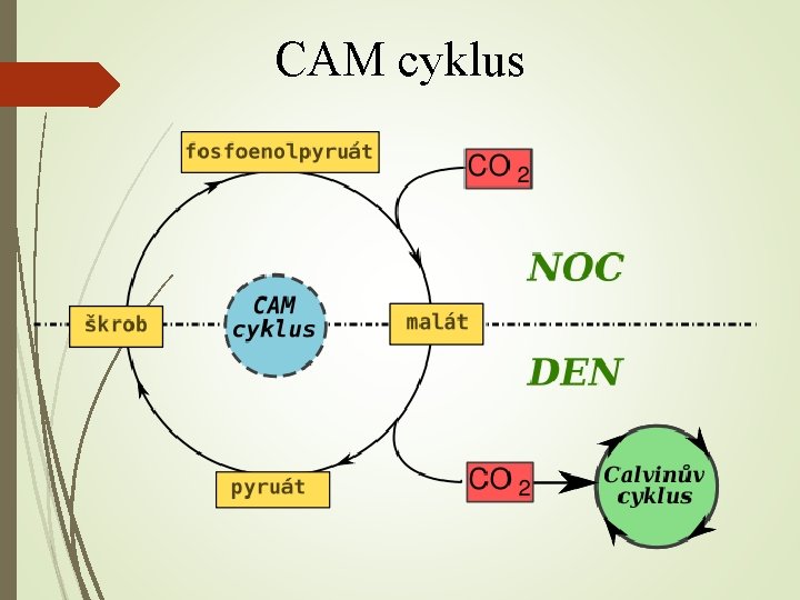 CAM cyklus 