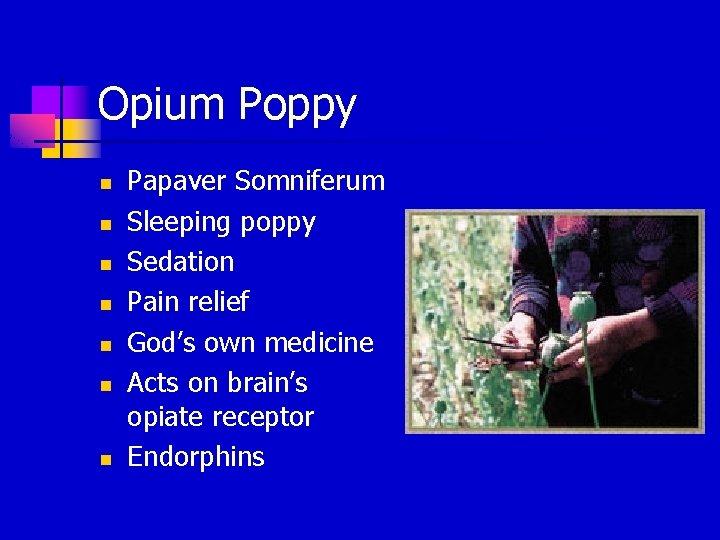 Opium Poppy n n n n Papaver Somniferum Sleeping poppy Sedation Pain relief God’s