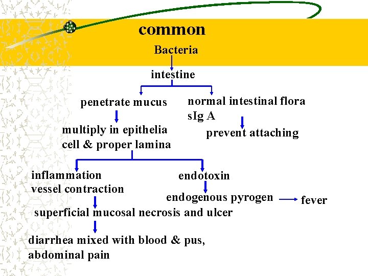 common Bacteria intestine penetrate mucus multiply in epithelia cell & proper lamina inflammation vessel