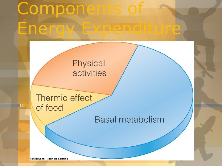 Components of Energy Expenditure Components of Energy Expenditure