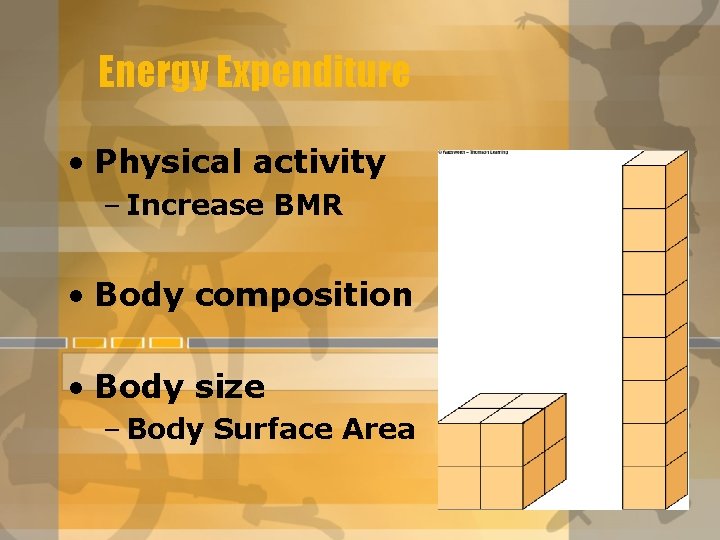 Energy Expenditure • Physical activity – Increase BMR • Body composition • Body size Energy Expenditure • Physical activity – Increase BMR • Body composition • Body size