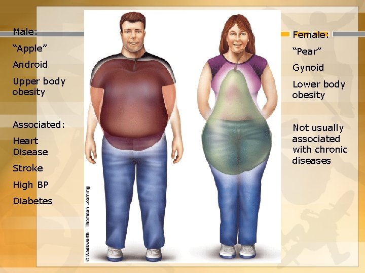 Male: Female: “Apple” “Pear” Android Gynoid Upper body obesity Lower body obesity Associated: Not