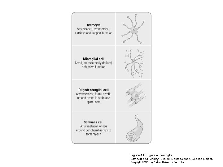 Figure 4. 8 Types of neuroglia. Lambert and Kinsley: Clinical Neuroscience, Second Edition Copyright