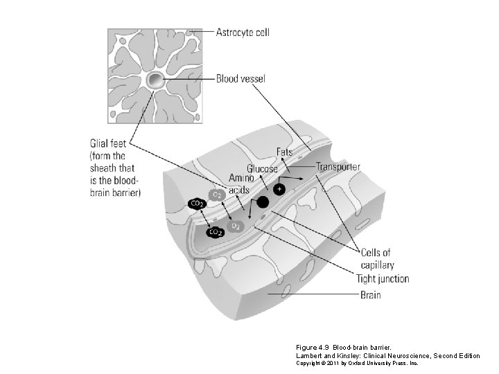 Figure 4. 9 Blood-brain barrier. Lambert and Kinsley: Clinical Neuroscience, Second Edition Copyright ©