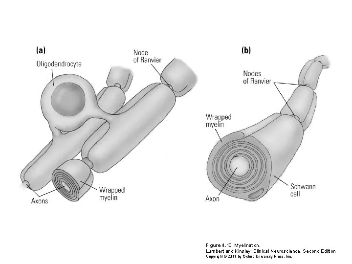 Figure 4. 10 Myelination. Lambert and Kinsley: Clinical Neuroscience, Second Edition Copyright © 2011