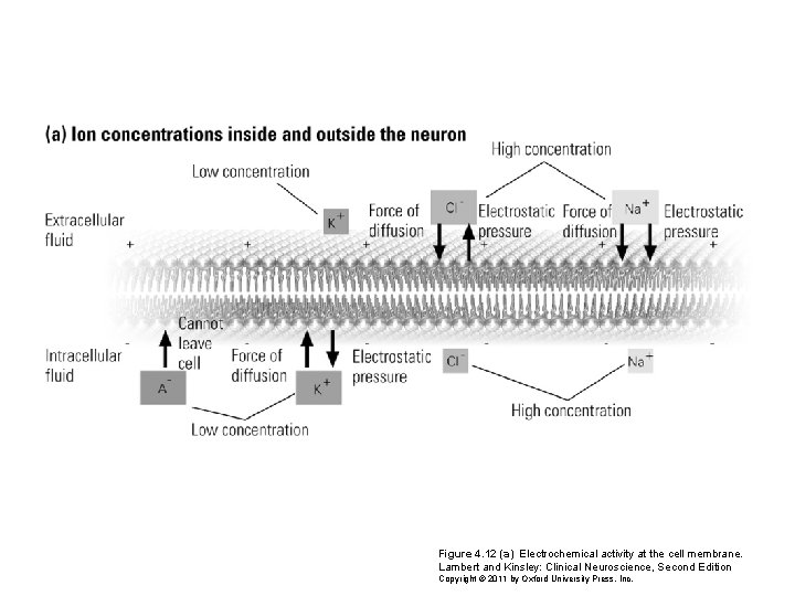 Figure 4. 12 (a) Electrochemical activity at the cell membrane. Lambert and Kinsley: Clinical