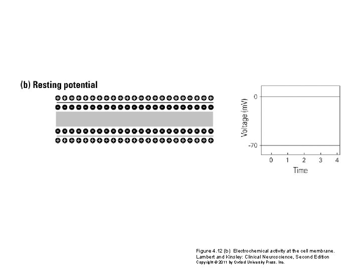 Figure 4. 12 (b) Electrochemical activity at the cell membrane. Lambert and Kinsley: Clinical